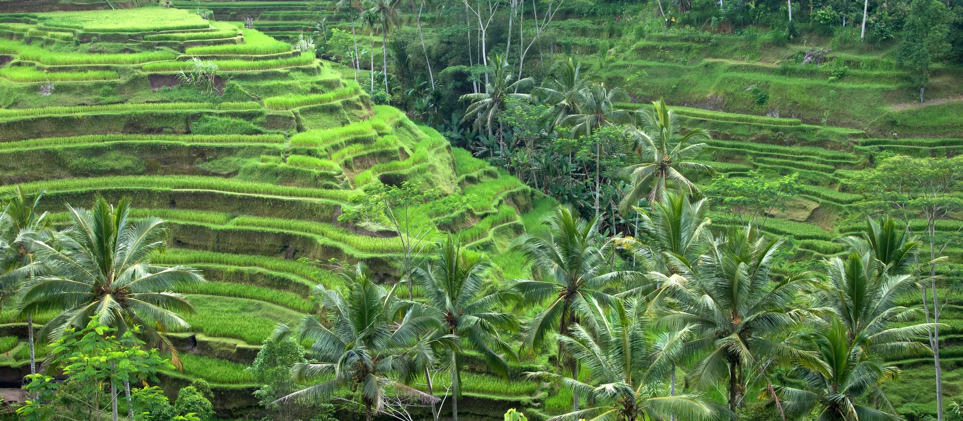 Sawah terasering di Tegallalang, Ubud, Bali